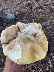 Boletus edulis grandedulis