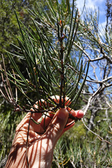 Hakea lissosperma