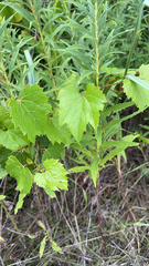 Vitis riparia