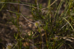 Opercularia vaginata