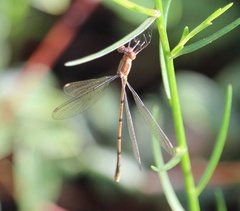 Lestes vidua