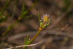 Opercularia vaginata