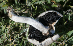 Agaricus campestris