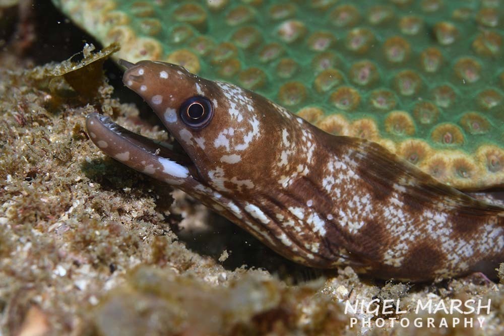 Lipspot Moray