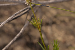 Opercularia vaginata