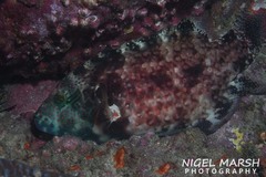 Cheilinus chlorourus