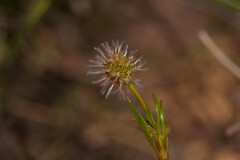 Opercularia vaginata