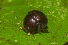 Ceratocanthinae