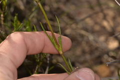 Opercularia vaginata