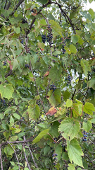 Vitis riparia