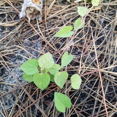 Ipomoea tenuissima