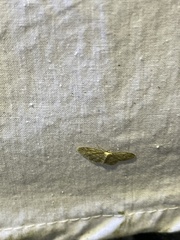 Idaea seriata