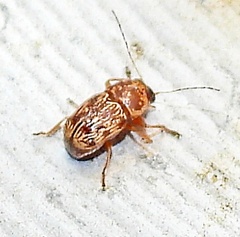 Pachybrachis turbidus