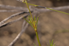 Opercularia vaginata