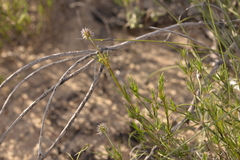 Opercularia vaginata