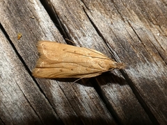 Dichomeris limosellus