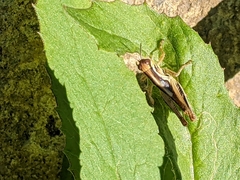 Melanoplus keeleri