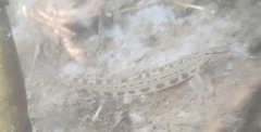 Cobitis taenia