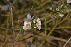 Cyanothamnus coerulescens spinescens