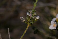 Cyanothamnus coerulescens spinescens