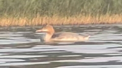 Mergus merganser