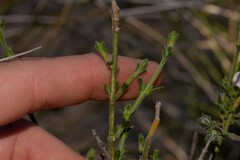 Cyanothamnus coerulescens spinescens