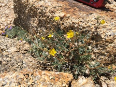 Potentilla pseudosericea