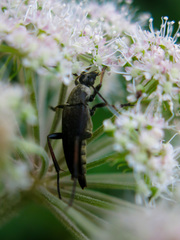 Pedostrangalia pubescens