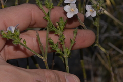 Cyanothamnus coerulescens spinescens