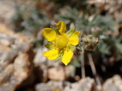 Potentilla pseudosericea