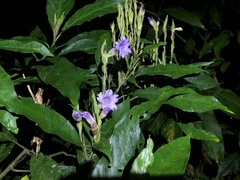 Strobilanthes longespicatus