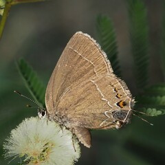 Satyrium polingi