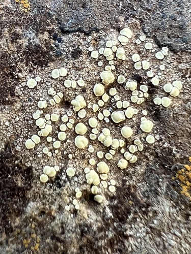 iNaturalist observation photo of Rim Lichens