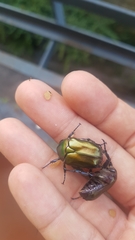 Protaetia cuprea obscura