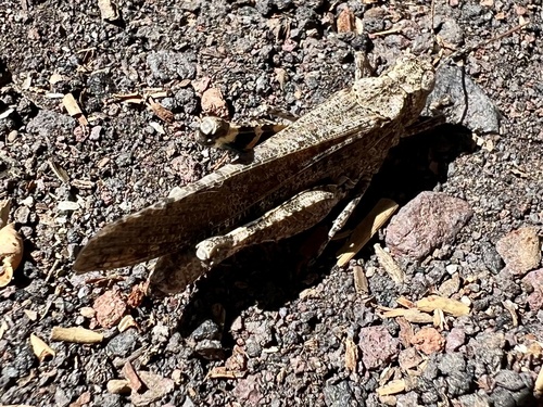 iNaturalist observation photo of Trimerotropini