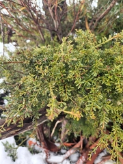 Podocarpus lawrencei