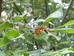 Stauropoctonus bombycivorus