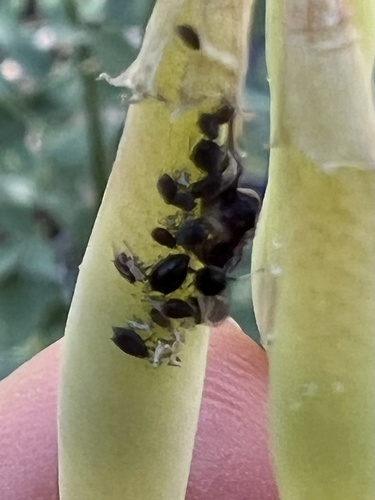 iNaturalist observation photo of Aphis