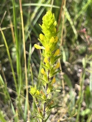 Orthocarpus luteus