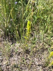 Orthocarpus luteus