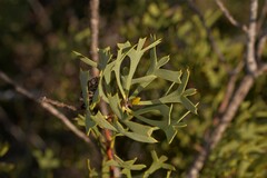 Petrophile shuttleworthiana