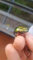 Protaetia cuprea obscura