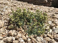 Draba breweri