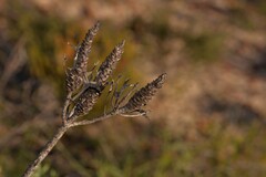 Petrophile shuttleworthiana