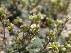 Draba breweri