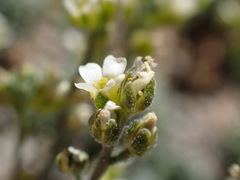 Draba breweri