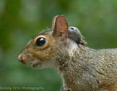 Cuterebra emasculator