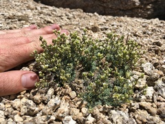 Draba breweri