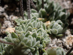 Draba breweri