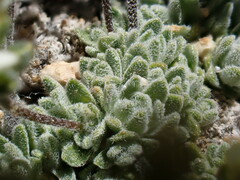 Draba breweri